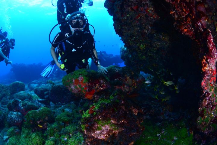 Fernando de Noronha Diving Experience image