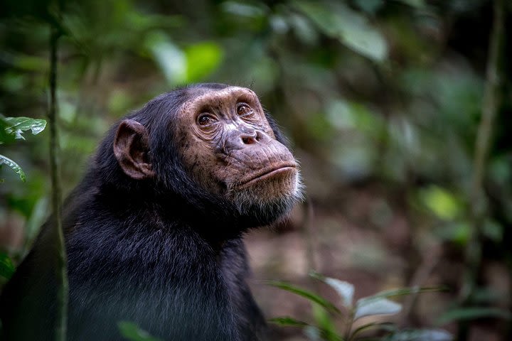 6 day gorilla & Chimpanzee tracking in Uganda image