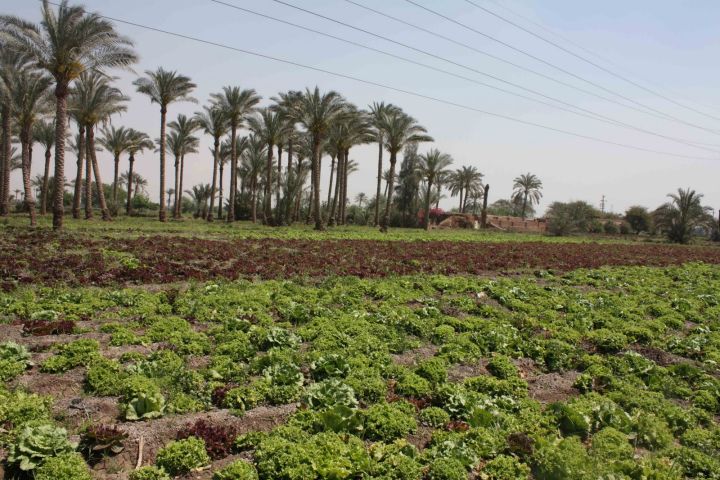 Half-Day Egypt Country Side Farm Tour with Pick Up image
