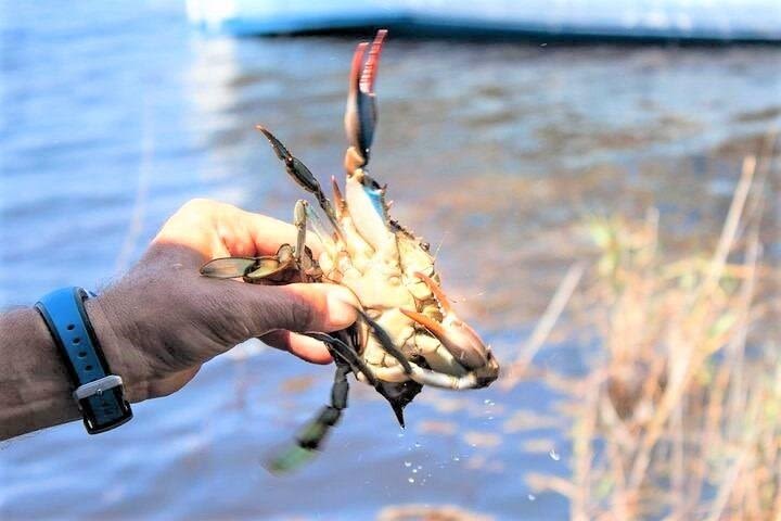 Hilton Head Crabbing Expedition Boat Cruise image