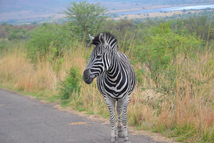 Pilanesberg National Park Full-Day Tour from Johannesburg image
