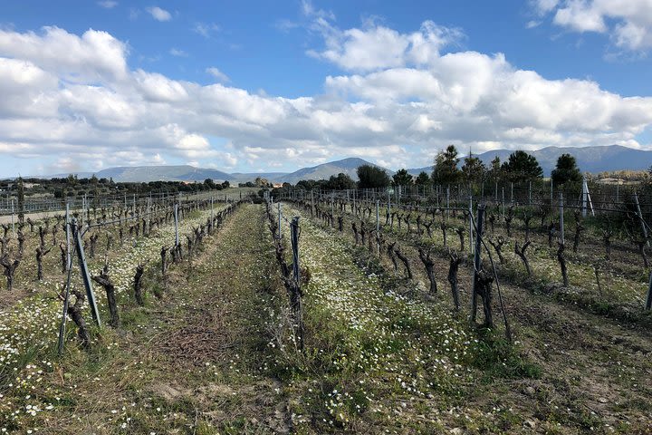 Cagliari: Visit a Winery with a Sommelier

 image