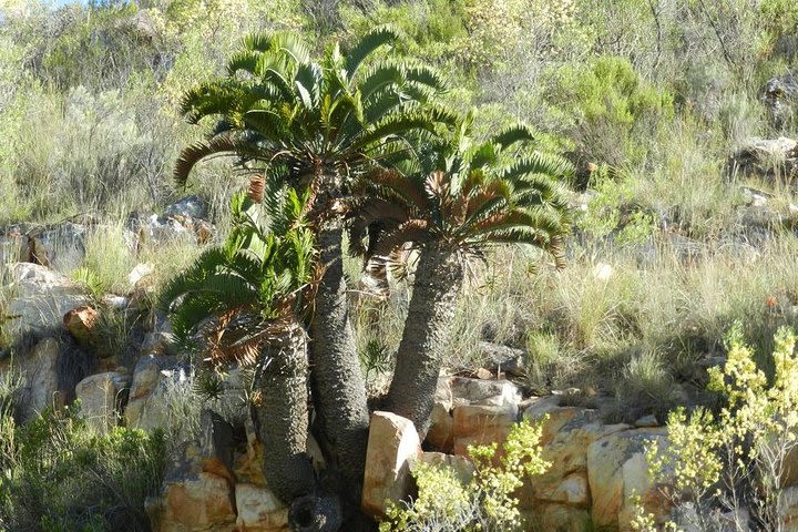 Addo Elephant National Park 4x4 Tour Kabouga Section - An Amazing Diversity FD05 image