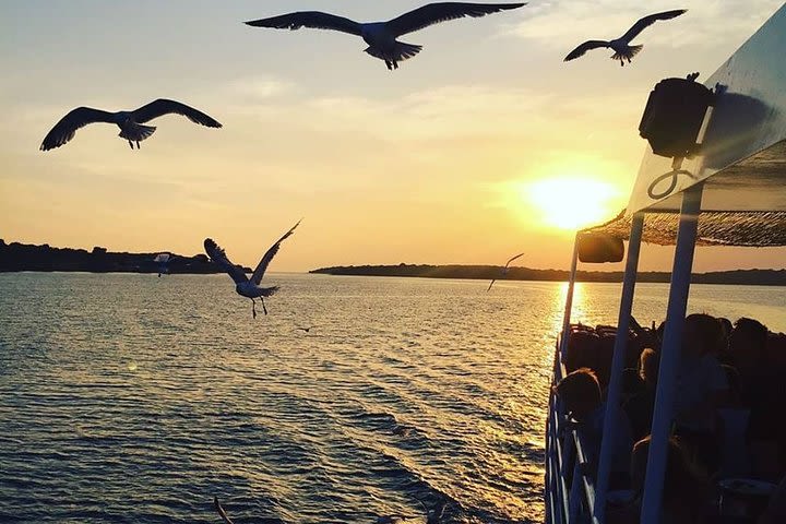 Dolphin&sunset watching with dinner and drinks image