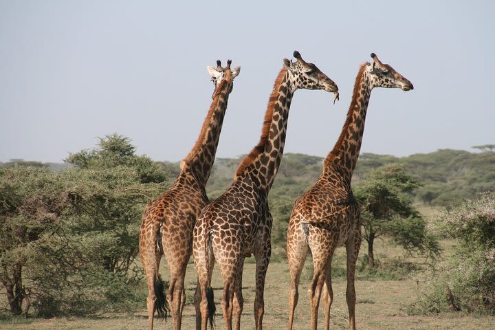 2-Day Safari Tour to Tarangire & Ngorongoro Crater (Mid-range) image