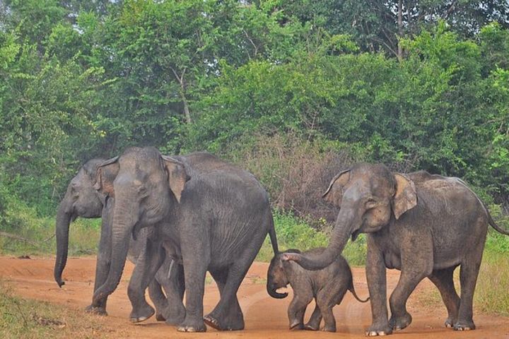 Udawalawe National Park Safari from Ella  image