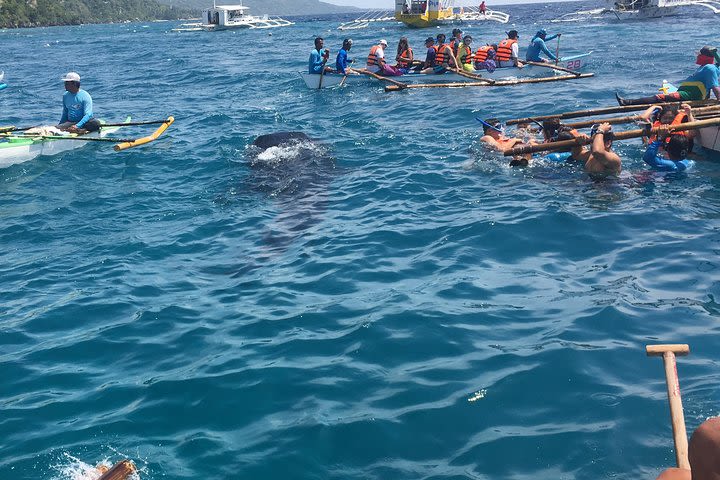 Whaleshark Watching and Sumilon Island Day Tour with Lunch from Cebu City image