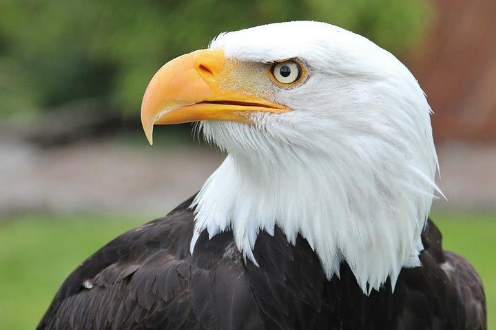 Sitka Premium Tour- Private- Alaska Raptor Center, Fortress of the Bears,Totems image