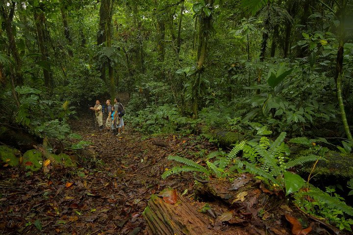 Jungle Expedition through The Childrens Eternal Rainforest image