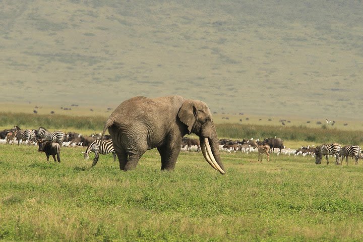 Day Trip to Ngorongoro Crater image