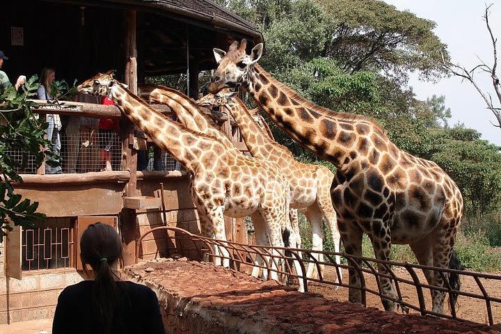 Best Day Tour Giraffe Center, Elephant Orphanage, Kazuri Bead & Bomas of Kenya image