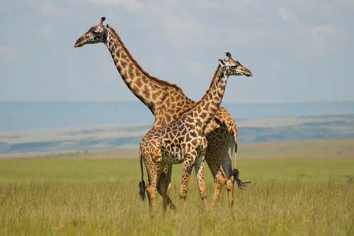 4 Days lake manyara -Ngorongoro crater- Tarangire adventure safari image