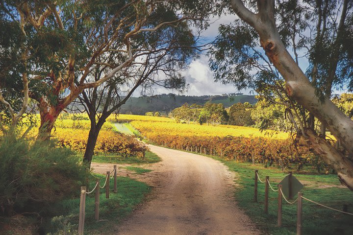 McLaren Vale Winery Small Group Tour with Wine Tasting and Lunch image