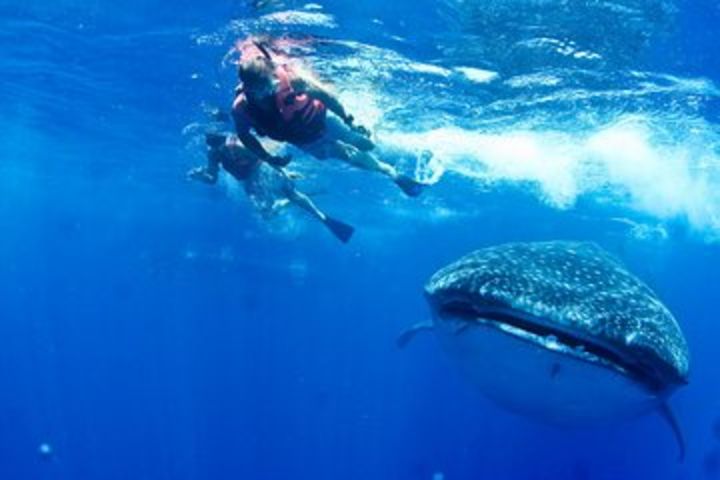 Swim with Whale Sharks image