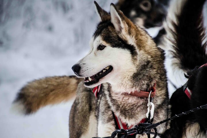 Husky Adventure with 10km Safari in Lapland image