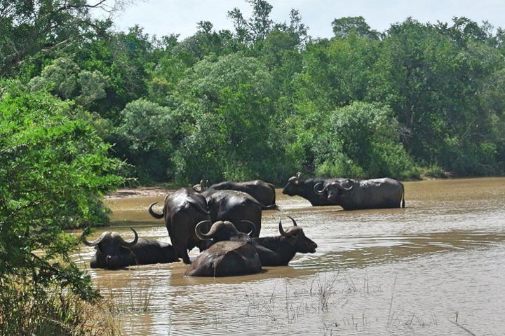 4 Day All Incl. Private Kruger Park Safari Incl. Transfer From Johannesburg image