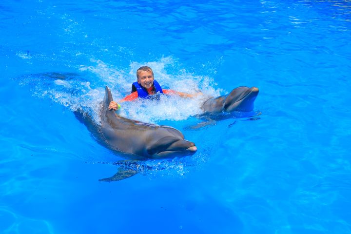 Las Caletas & Dolphin Swim Tour image