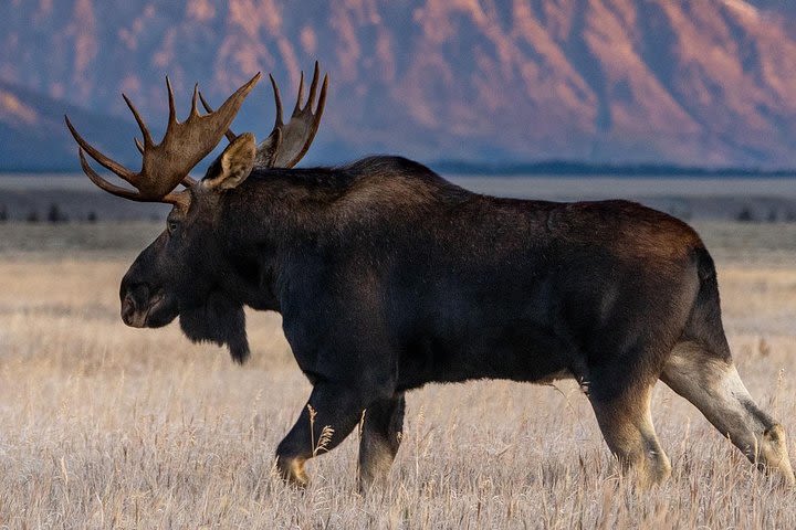 Sunset Tour of Grand Teton National Park image