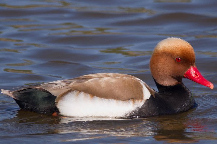 Private half day trip to Northern Doñana from Seville. image