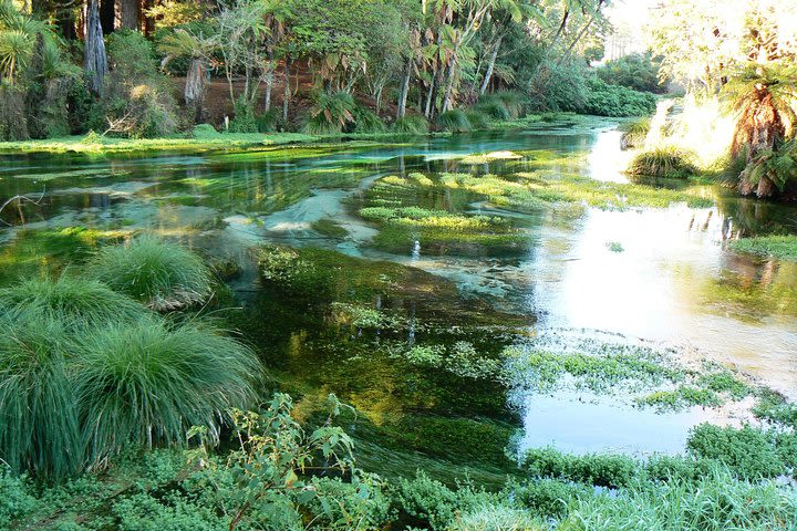 Tauranga Shore Excursion: Te Puia Maori Cultural Centre and Rotorua City Sightseeing image