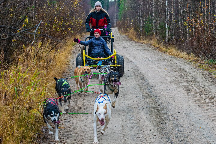 Half-Day Small-Group Husky Sledding on Wheels in Rovaniemi image