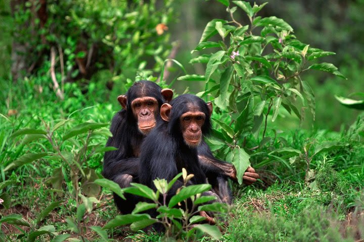 2 Days of Chimpanzee Trekking image