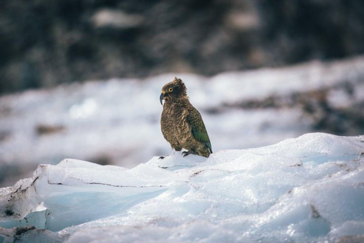Queenstown to Christchurch 2-Day Tour via Franz Josef image