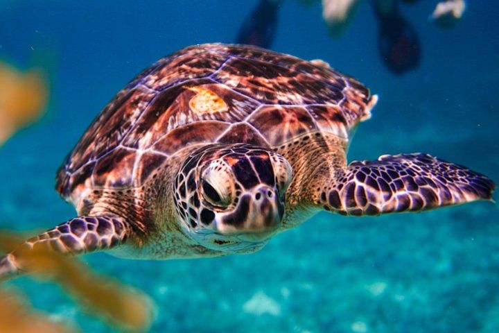 Half day tour - sea turtle and four cenotes - snorkeling from Riviera Maya.  image