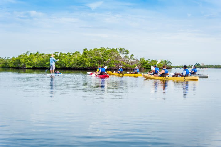 Shared 2 hours Rookery Bay Reserve Kayak Ecotour in Naples image