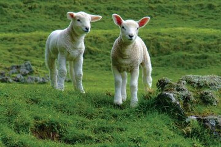 Christchurch Sheep Farm Visit image