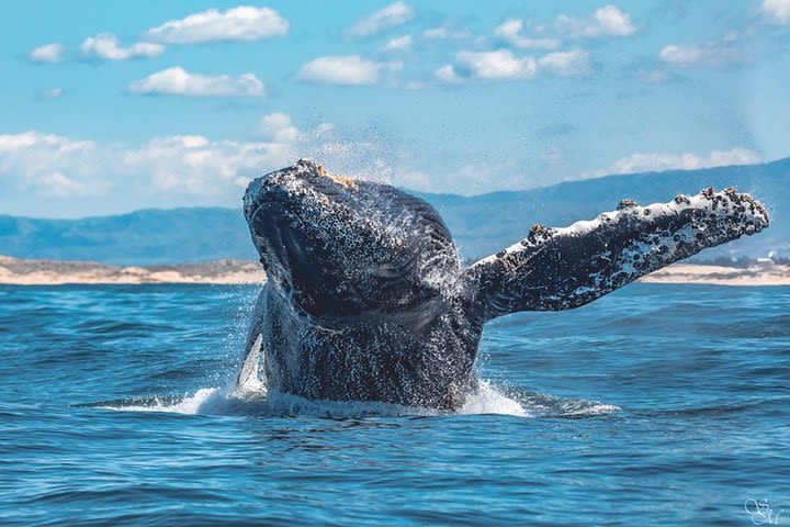 Half-Day Whale Watching Tour From Monterey image