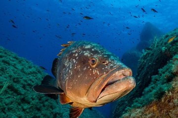 package of 6 double dives in the Capo Carbonara Marine Protected Area image