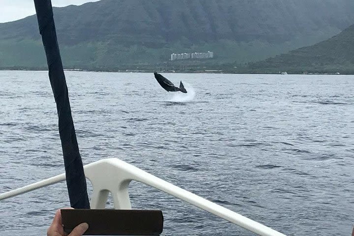 Oahu Whale-Watching Excursion image