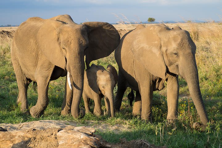 3 Days Mikumi & Udzungwa National Park + masai culture image