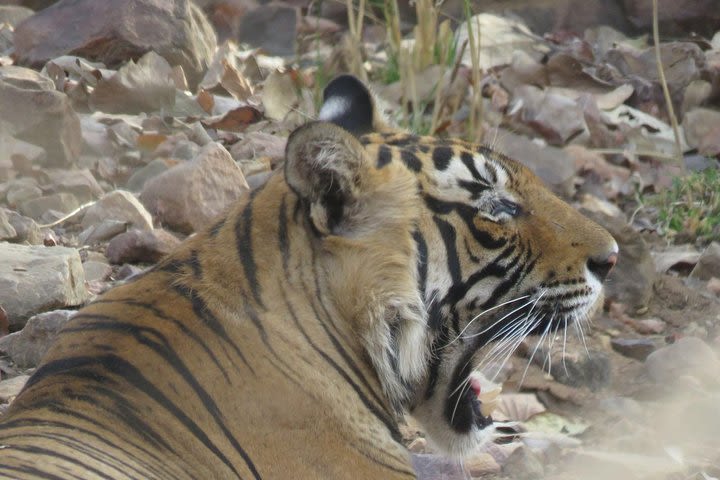 Half Day private Safari in Ranthambore Tiger Reserve image