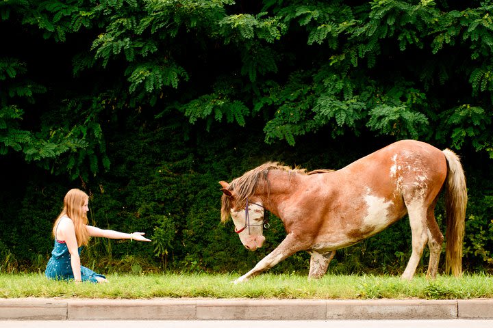 Professional photo-shooting with ordinary and tricky horses image