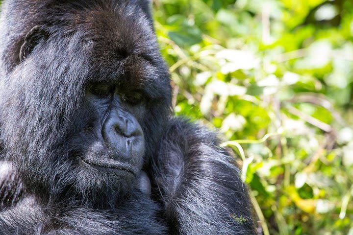 Private Gorilla Sightseeing Tour in Volcanoes National Park image