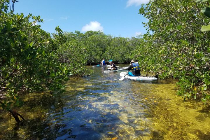 Snorkel and Paddle Eco Adventure image