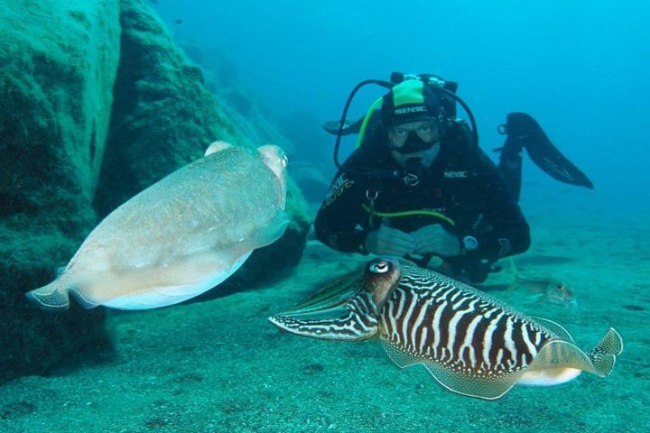 Single Dive for qualified divers from shore, region Puerto del Carmen. image