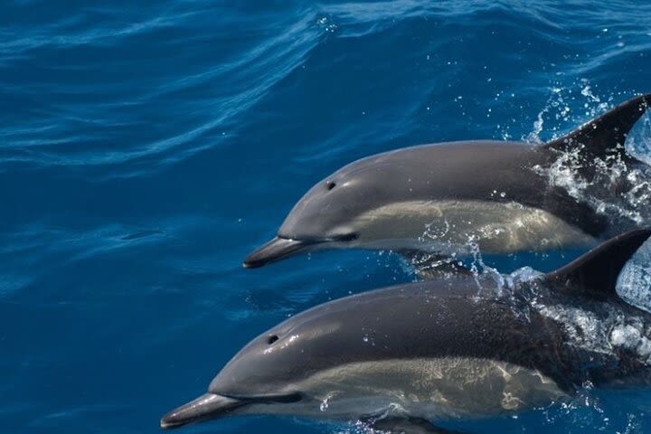 Algarve Dolphin Watching & Marine Life Eco Tour image