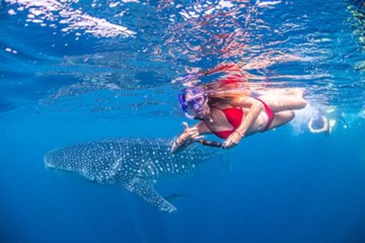 Full-Day Whale Sharks Swimming Experience on Ningaloo Reef image