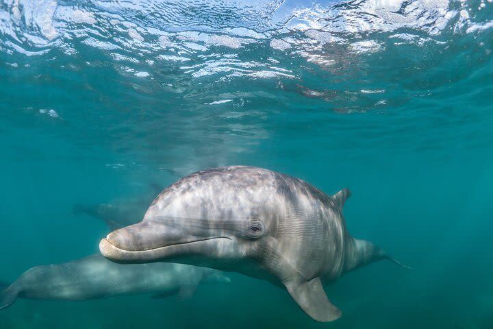 Half-Day Dolphin Watching Cruise from Lagos image