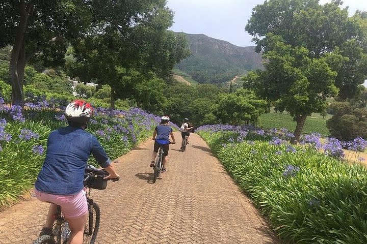 Constantia Hidden Gem Cycle Full Day - Private Tour image