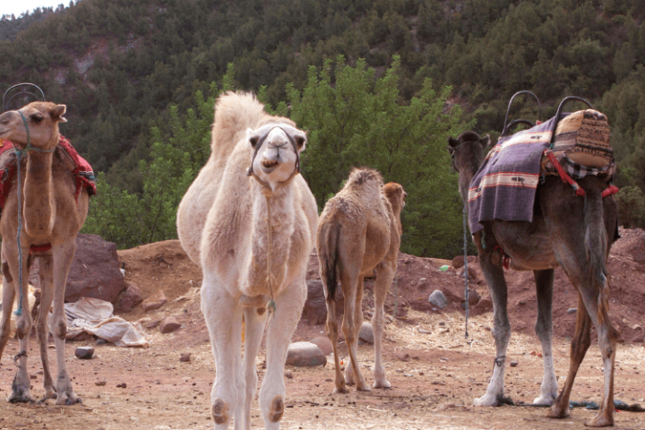 Marrakech to Ourika Valley: One-Day Trip. image