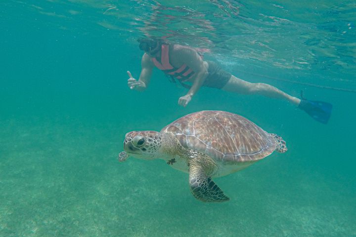 Aquatic Turtle Dream with Private Underground River image