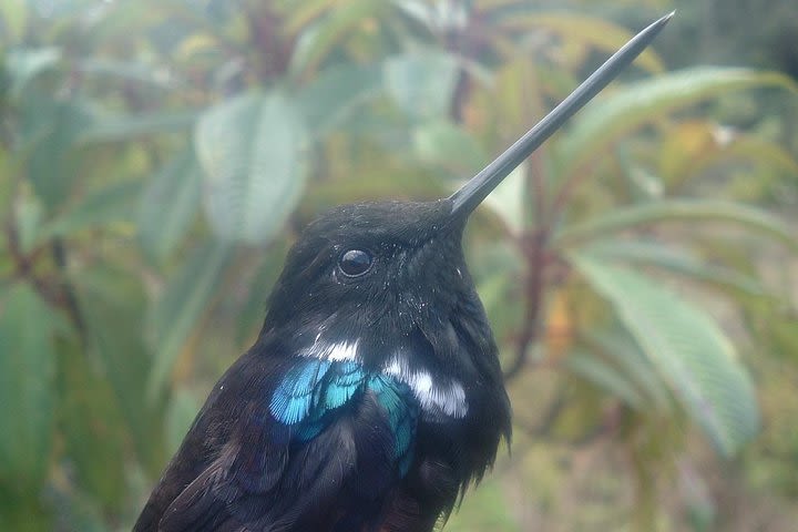 Birding & Nature to Chicaque Cloud Forest Nature Reserve image