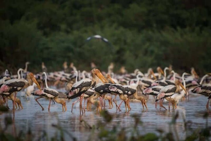 3 Days Angkor and Bird Heritage Private Tour image