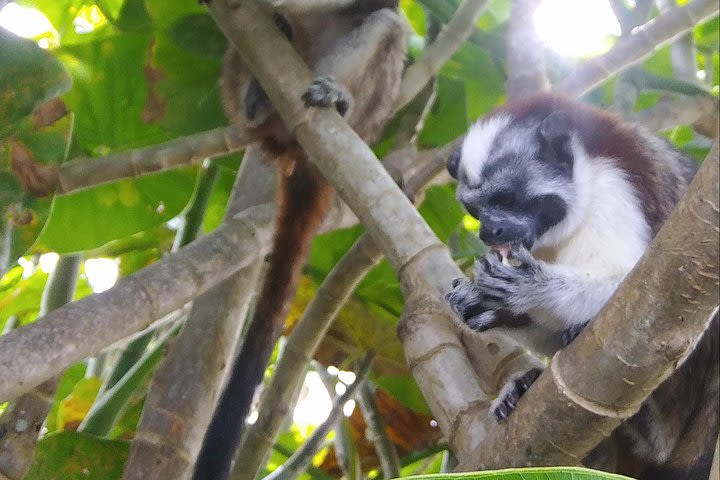  Tour Gatun lake and Monkey island image