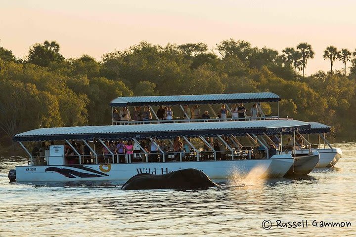 Sundowner Cruise on Zambezi River (Zimbabwe) image