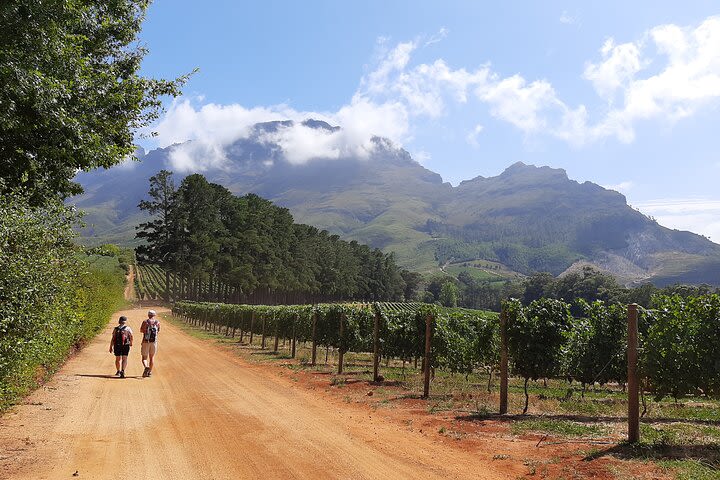 Private Vineyard Walk in Stellenbosch  image